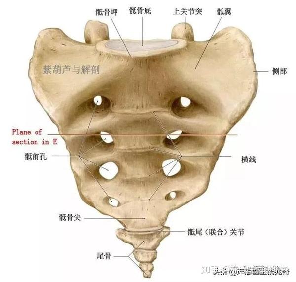 解剖| 骶髂关节