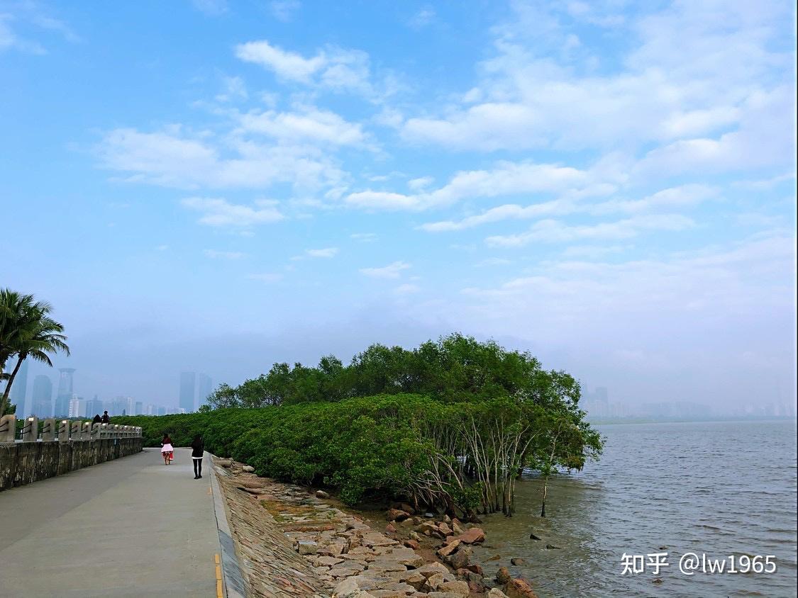 今日惊蛰漫步于深圳红树林海滨公园