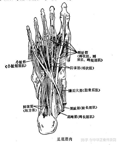 筋柔才能骨正要正骨先揉筋那么人体的筋肉你知道多少呢