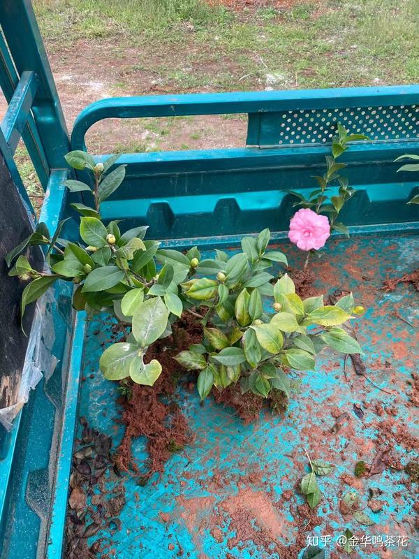 伊莎安妮伯拜范贝拉进口茶花苗