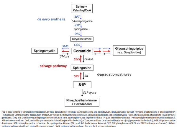 一文了解与你我神经相关的八大类脂质之鞘脂