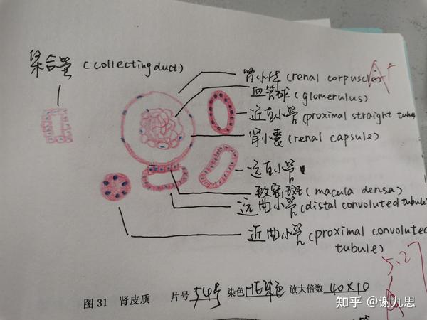 我也来记录一下我的组胚红蓝铅笔图图好耶