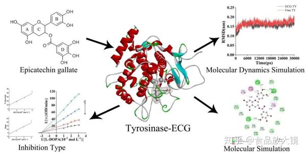 foodfunct封面表儿茶素没食子酸酯对酪氨酸酶的抑制机制