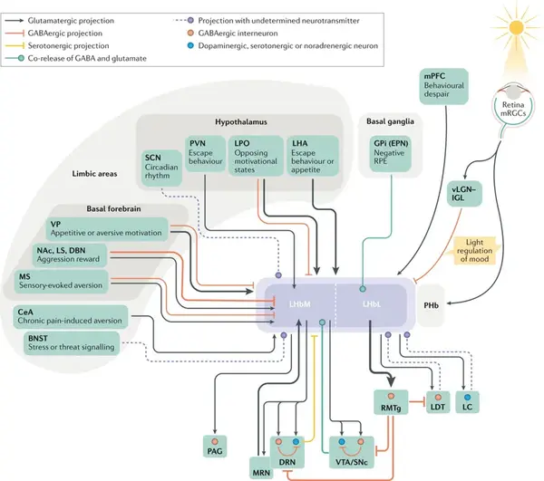 summary of the afferent and efferent circuitry of the lhb.