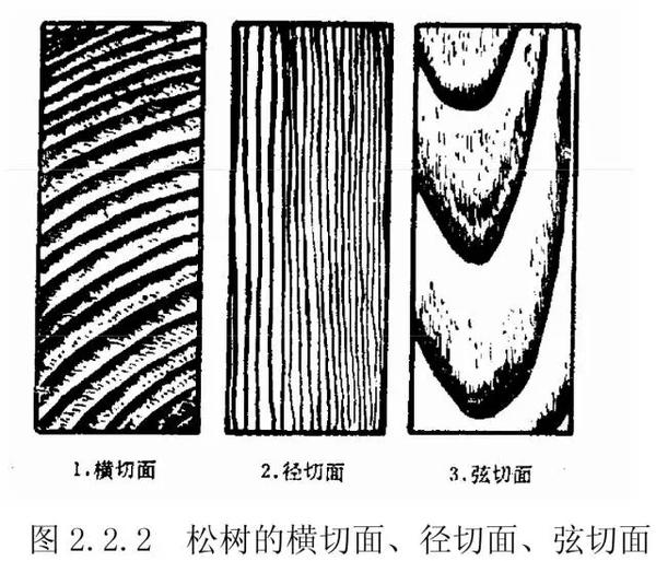 在横切面围绕髓心呈环状,在径切面呈条状,在弦切面呈"v" 字形(图 2.2.