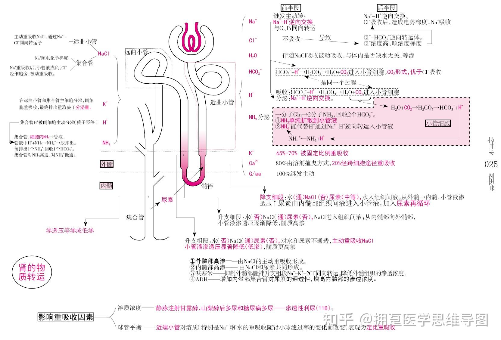 为什么人卫五年制第九版生理学将尿素进入小管液的部位由髓袢升支细端