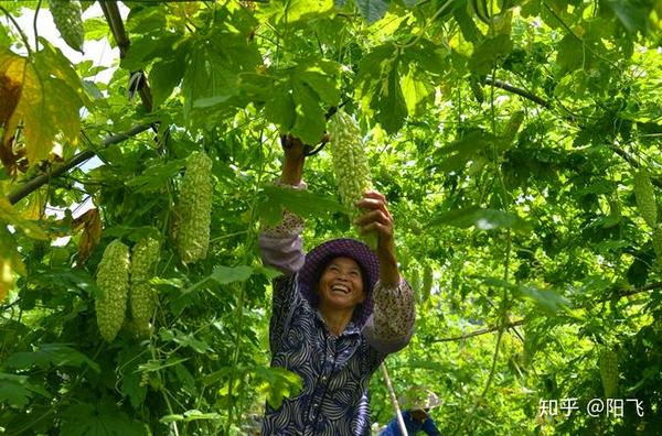 农民种露天苦瓜,要想苦瓜果肉厚且脆嫩,田间管理技术要清楚