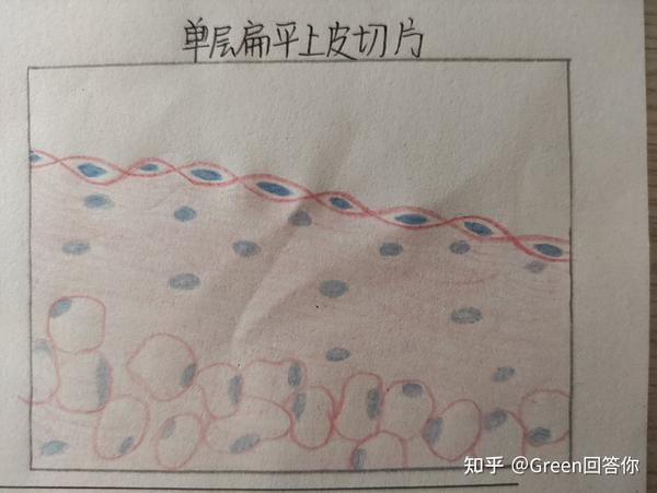 第一次画,有错误的地方希望友友们指出来呀 1,单层立方上皮 希望对友