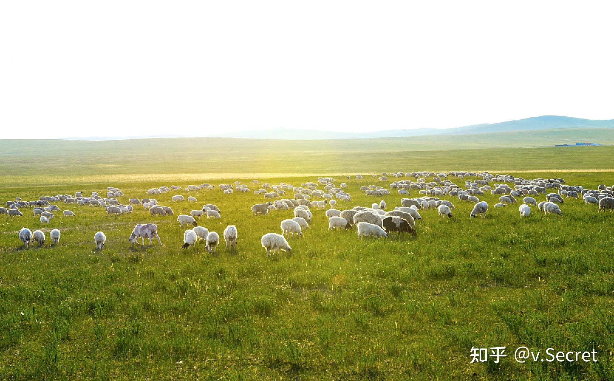 草原领头羊被授予中欧校友餐饮生态协会会员单位