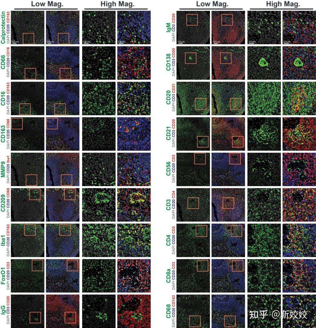 首篇PhenoCycler应用于非人灵长动物恒河猴建立埃博拉病毒研究新方法 知乎