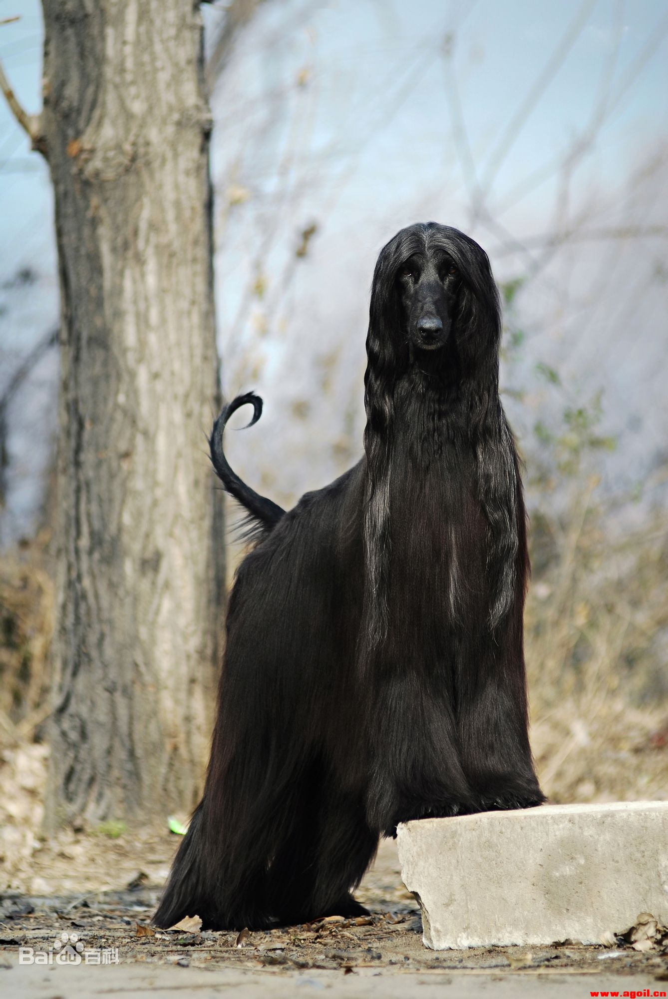 超酷的阿富汗猎犬