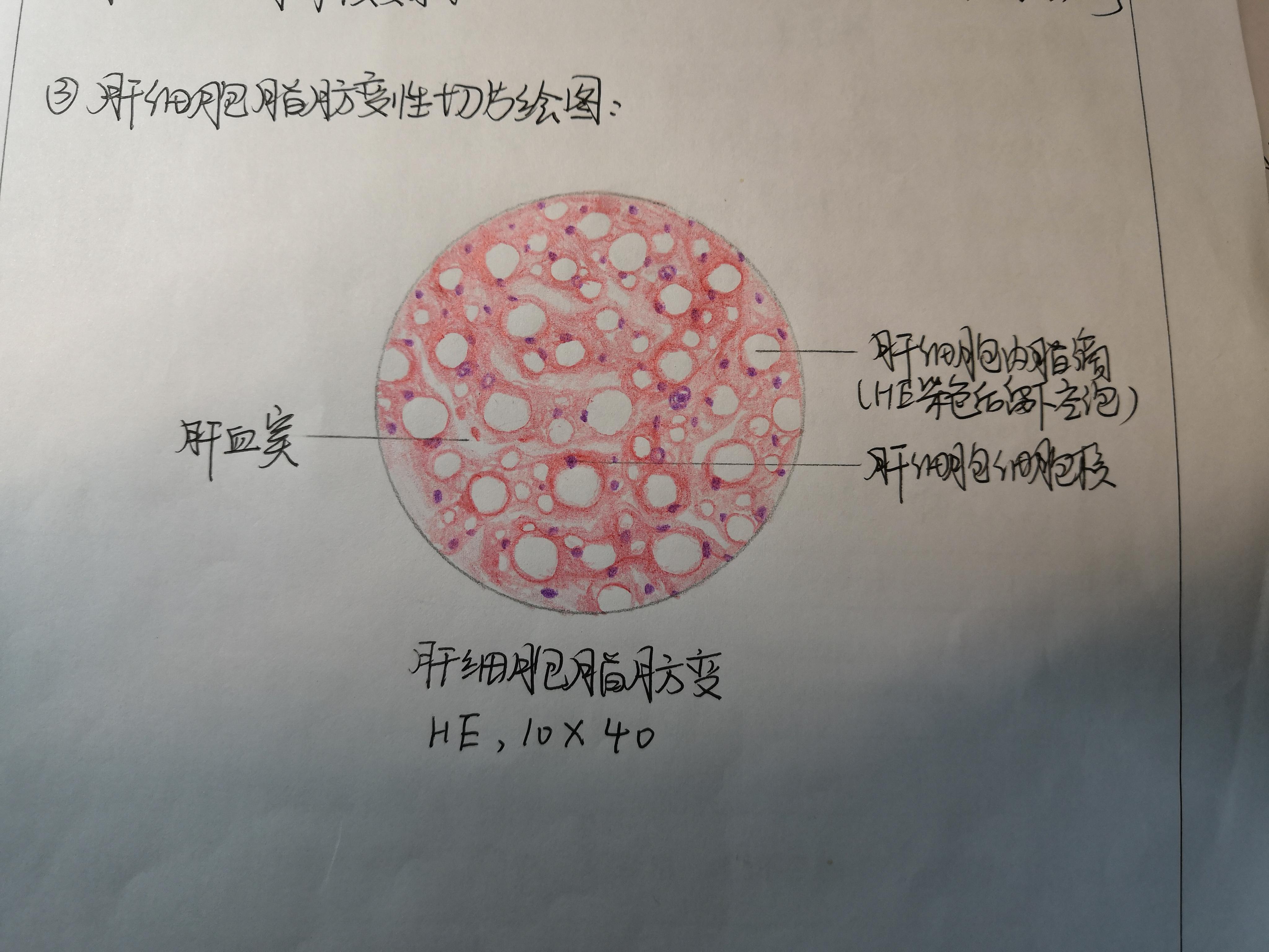 组胚实验绘图