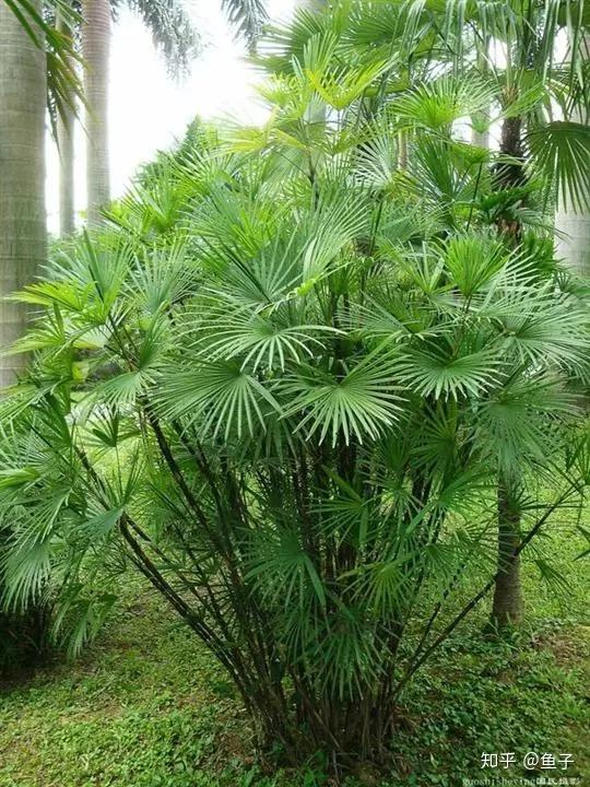 袖珍椰子散尾葵蒲葵棕竹凤尾竹的区别辨识