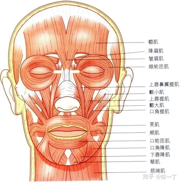 形成肌肉记忆后,无表情状态下眉间也是凹凸不平的,看起来就一直有衰老