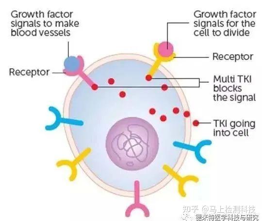 酪氨酸激酶抑制剂相关治疗药物监测的研究进展 知乎