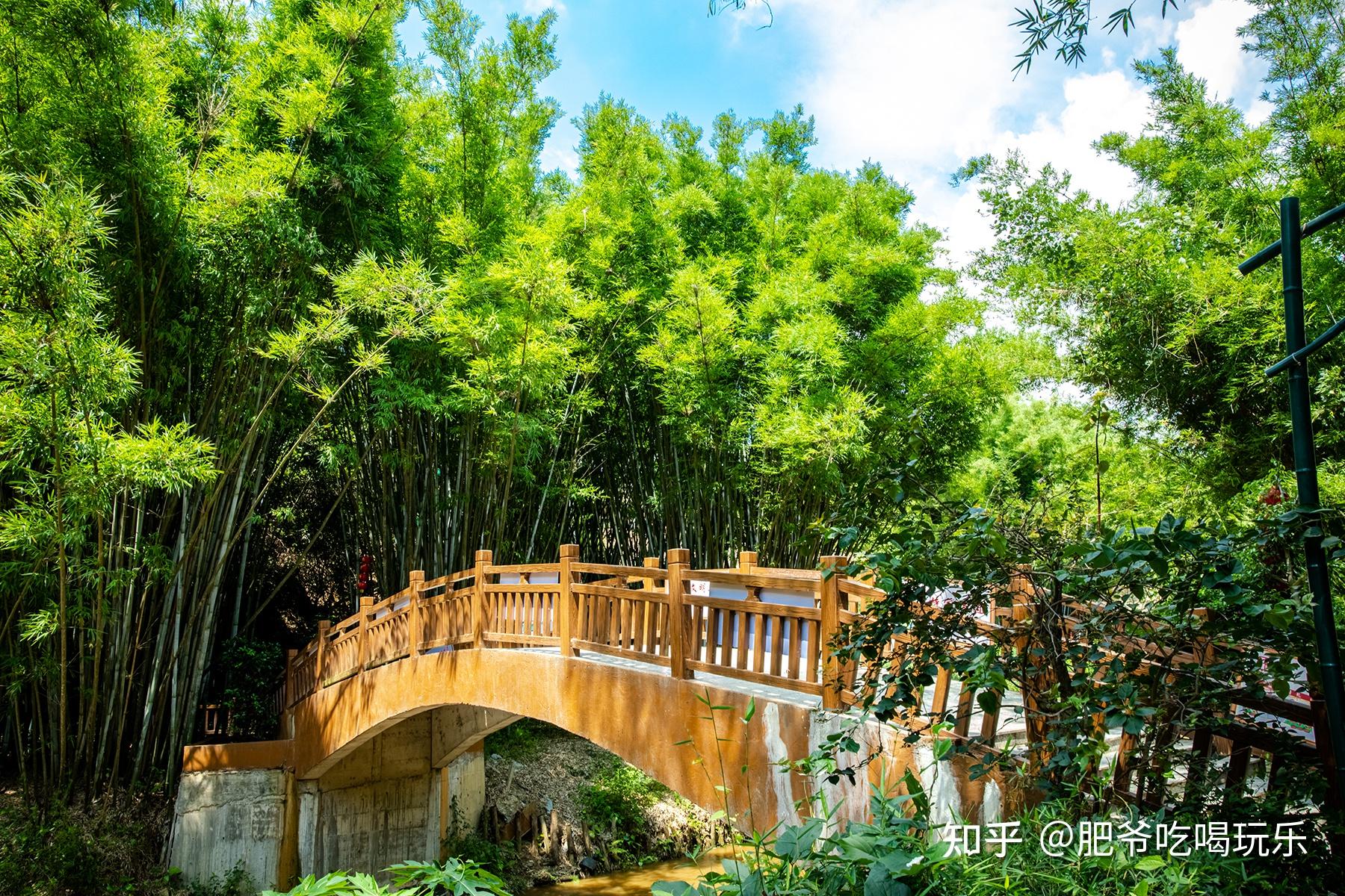 带你欣赏信宜旺同竹林风景