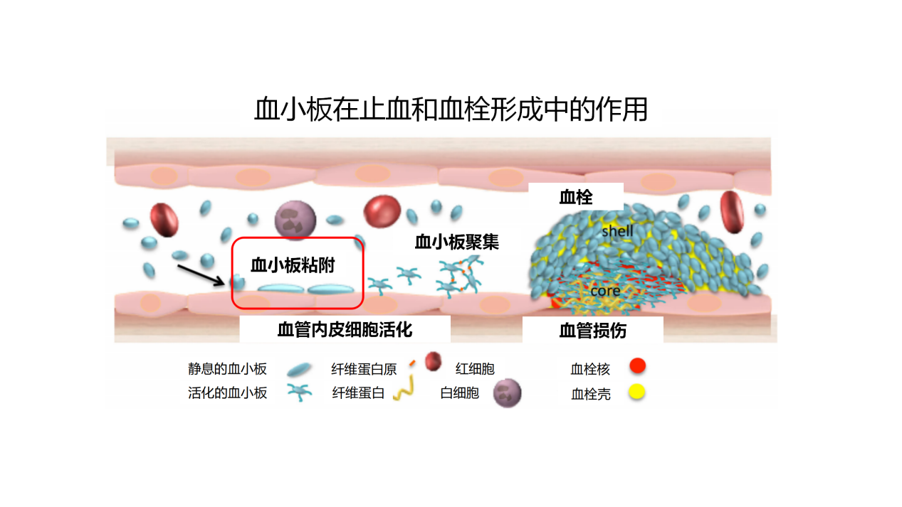 血小板你怎么成了动脉硬化和动脉血栓的帮凶