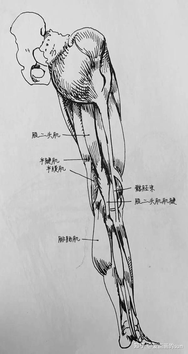和半膜肌形成一个"钳子",环绕,包裹着腓肠肌,抓住并固定膝盖以下部位