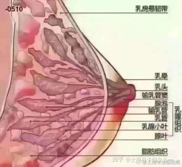 经常做乳腺疏通的十一大好处