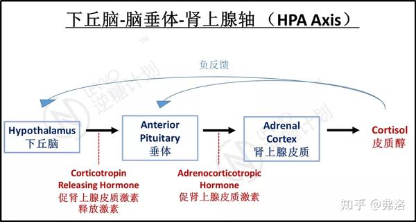 下丘脑-脑垂体 -肾上腺轴(改编自jessica malisch &amp;amp;amp