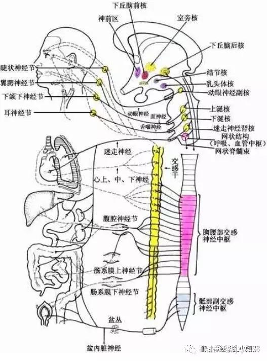 植物神经紊乱——内脏运动神经解刨图文