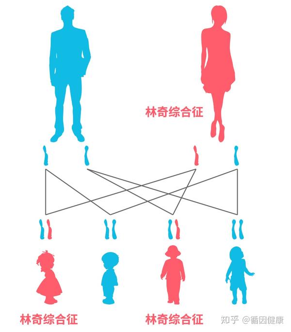 对于林奇综合征来说,任何一个这些修理工的两个基因拷贝,只要一个发生