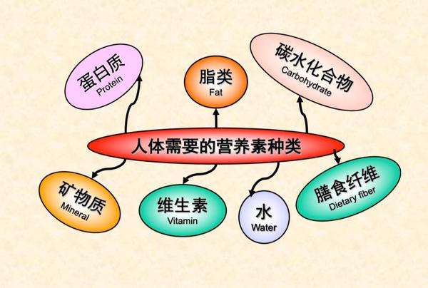 蛋白质提供能量,促进身体生长和组织修复液和调节身体生理功能,是生命