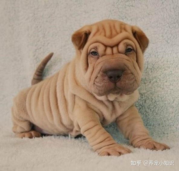 沙皮犬又叫做沙皮狗,是一种很有特色的中国犬种,身上皮肤褶皱很多