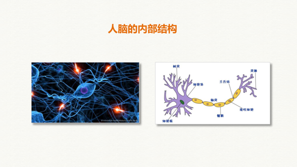 在结构上,大脑新皮层由6层大约2毫米厚的皮层组成,可以想象就像六章