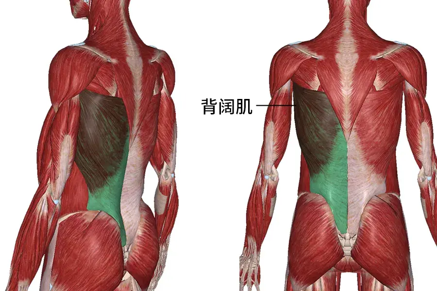 【肌肉科普】探讨身体肌肉—背阔肌