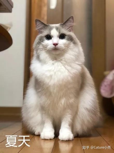 除了化身恋足癖,抱住人类的大腿. 有的猫咪赖在