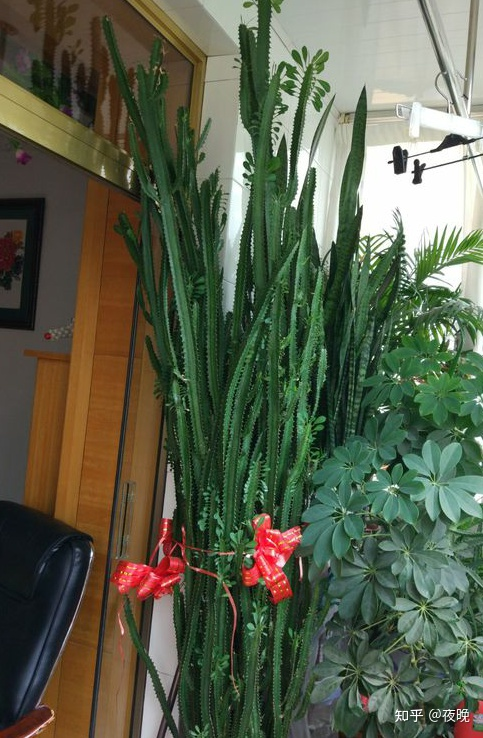 龙骨花怎么养才能开花(养龙骨一定要掌握修剪技巧)