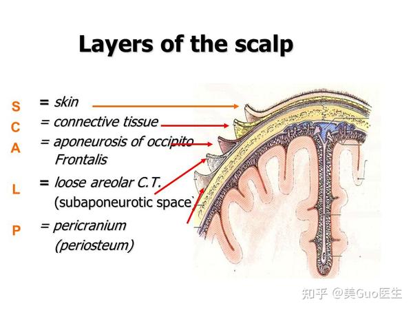 头皮的分层解剖