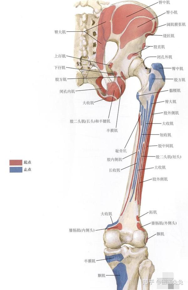 以各种结节,粗隆,切迹,骨线等骨性标志作为肌肉的附着点方便记忆,那