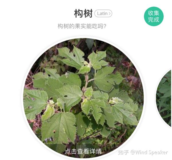 夏布画: 植物界--被子植物门--木兰纲--金缕梅亚纲--荨麻目--桑科