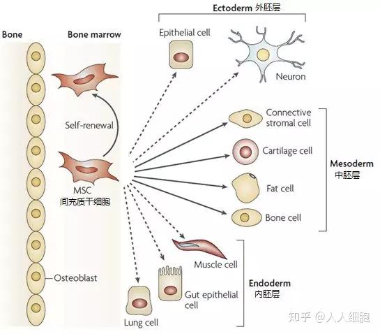 [1]间充质干细胞的各类分化示意图