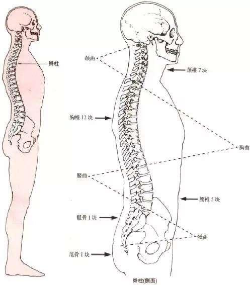 增加的腰部负荷,可以通过增加胸椎和颈椎的负荷来代偿;膝关节屈曲畸形