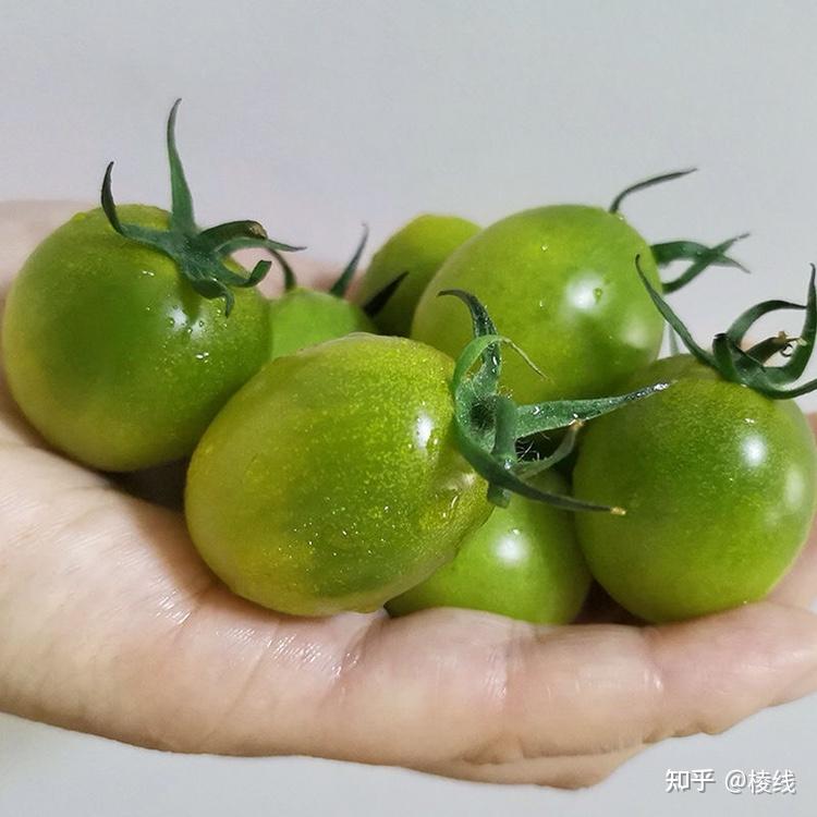 第三种是我们的青口蜜小番茄,别看绿绿的貌似是酸的,但是甜度能达10