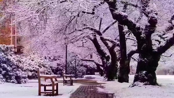 圣诞节下雪后的樱花树,远看好像樱花在冬季绽放