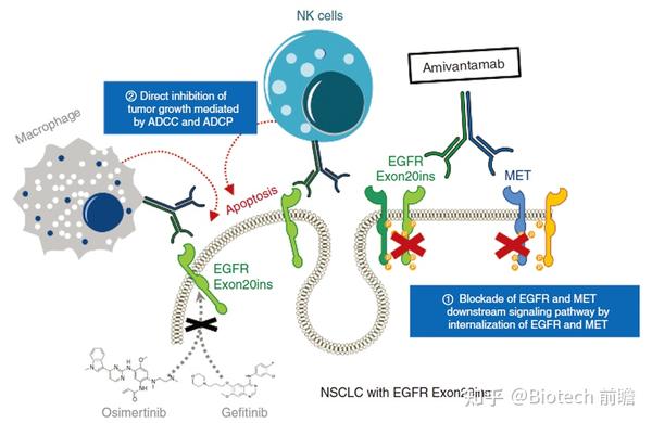 Egfr C Met Adc