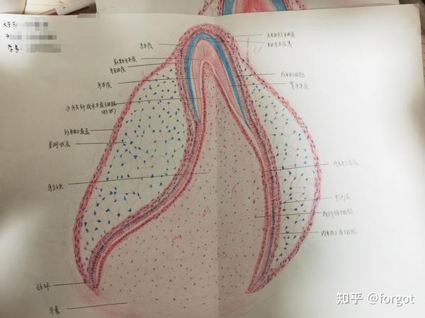 成釉器钟状期