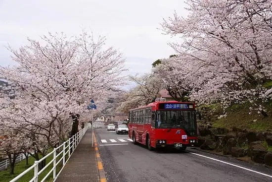 樱花对于日本文化是怎样的一种存在