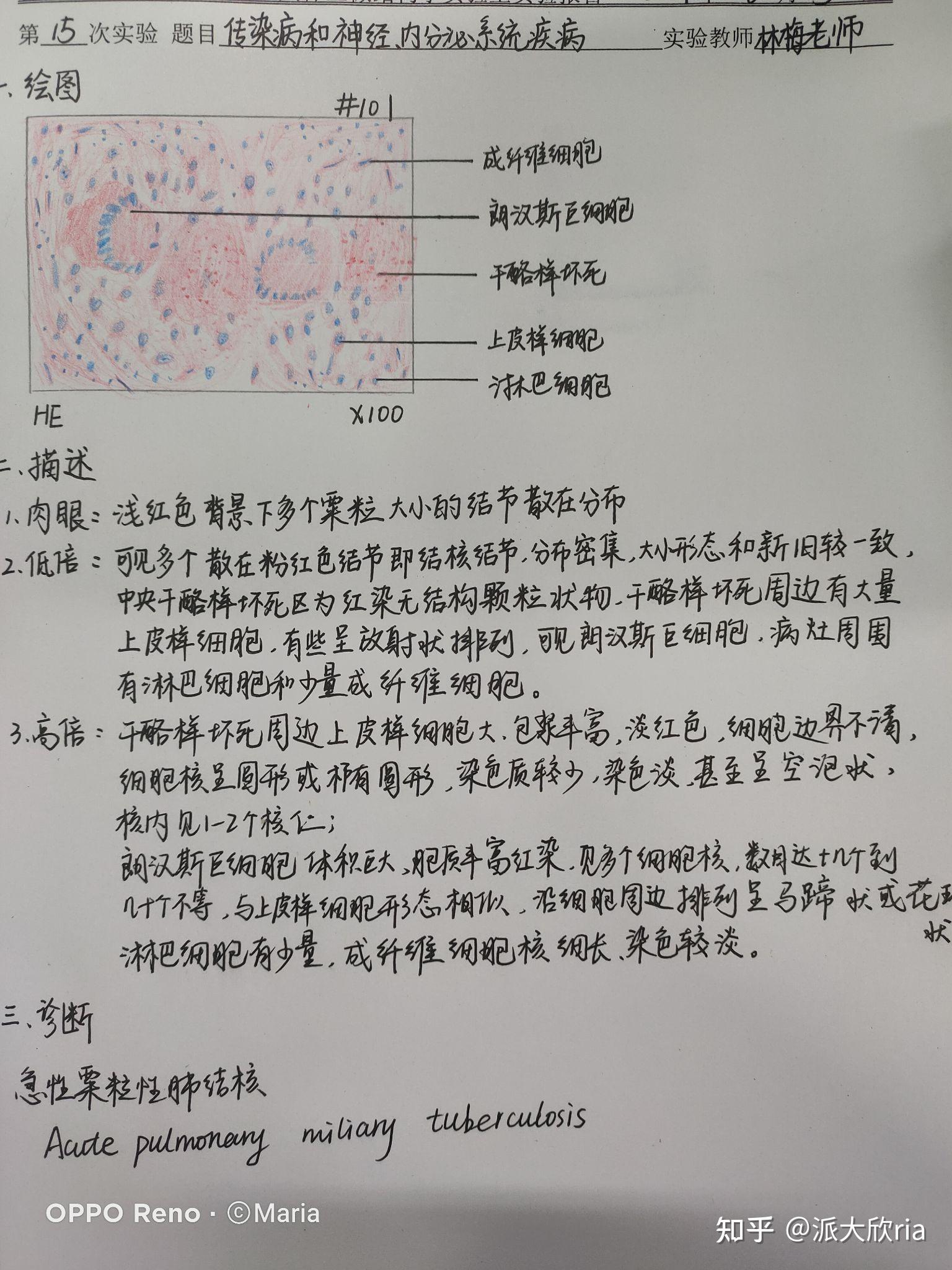 病理学实验报告红蓝铅笔手绘图有老师批改