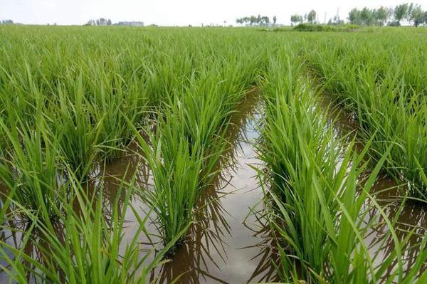 水稻晒田是不少农户在种植水稻过程中采取的措施,目的很明确,通过