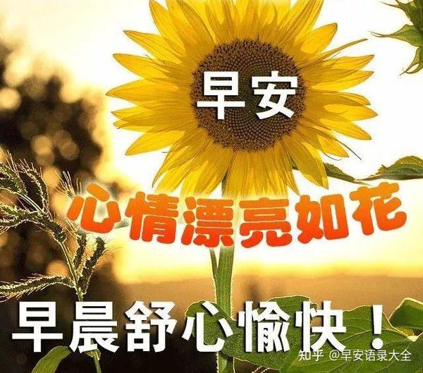 6张最新免打字漂亮鲜花早上好问候图片 唯美夏日早安问候祝福图片鲜花