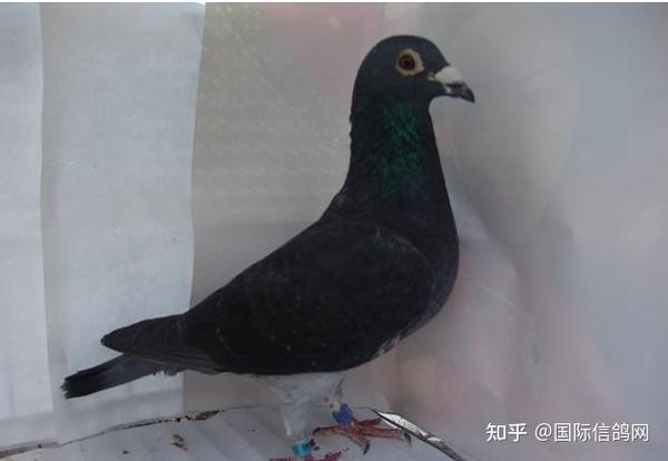 在纯白色的观赏鸽中,有长嘴,中长嘴(也称二短嘴,短嘴和超短嘴之分.
