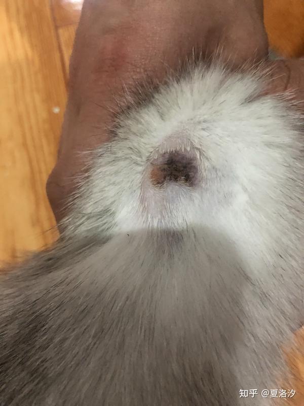 发现的时候猫癣这么大,还能痊愈吗?