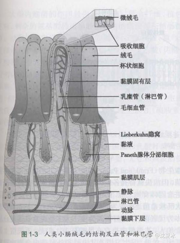 小肠表面的绒毛及微绒毛,展开达到200~300平方米的表面积,用于各类