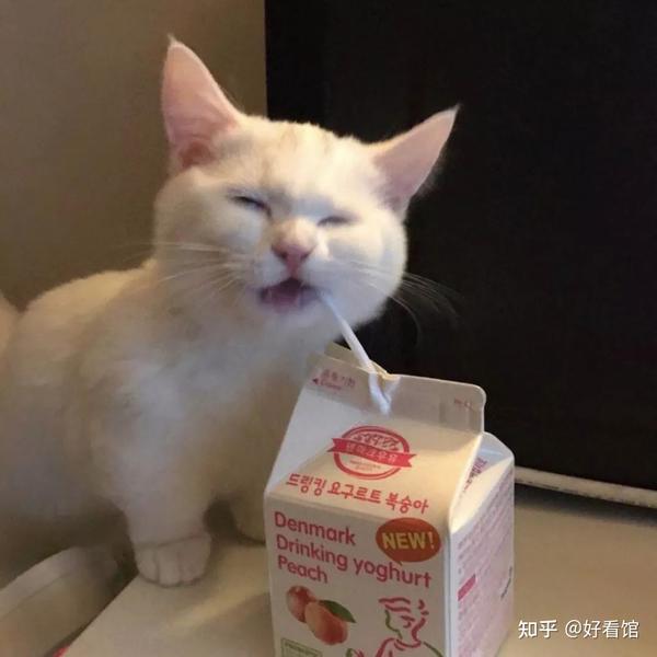 可爱猫狗头像|可爱又憨憨的头像|可爱又沙雕的猫咪头像|帅气的猫狗