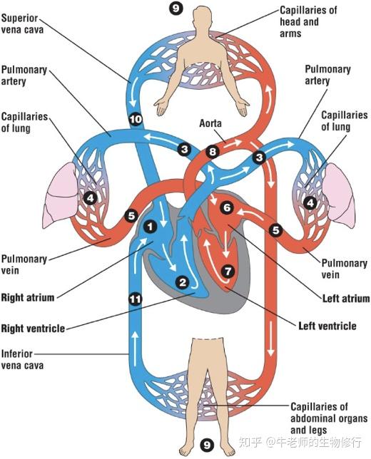 人体血液有2个circuits,分别是 肺循环(pulmonary circuit)和 体循环